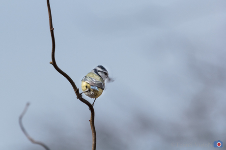 Preparing the nest