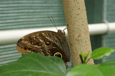 vlinder in vlindertuin