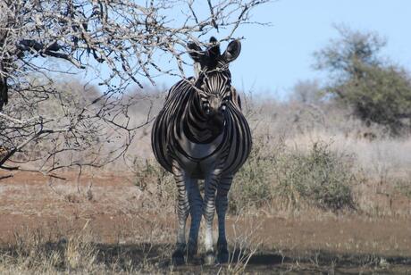 Zebra Krugerpark