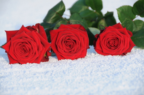 Roses in the snow