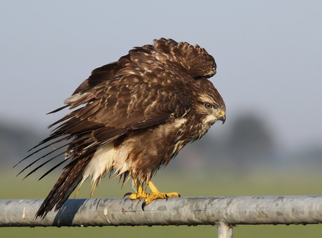 Plofbuizerd