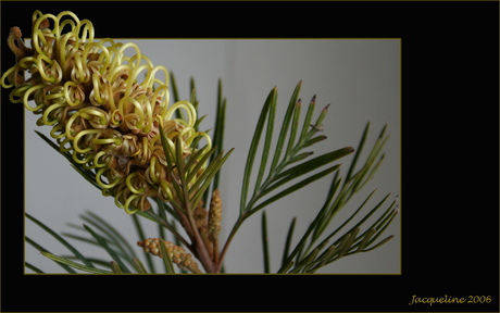 Grevillea