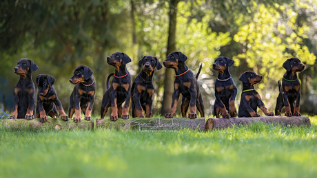 Nestje dobermanns