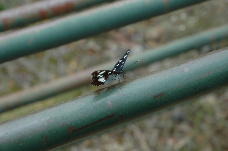 Vlinder op bankje