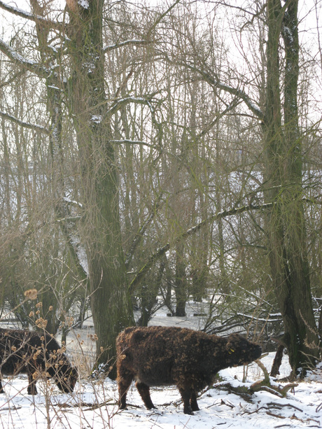 Galloways in het ooijbos