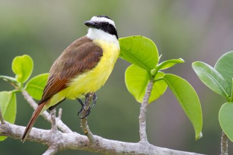 Leuk vogeltje