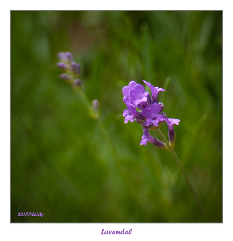 Lavendel II