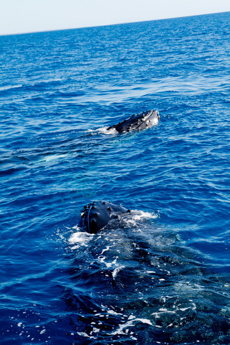2 humpbacks