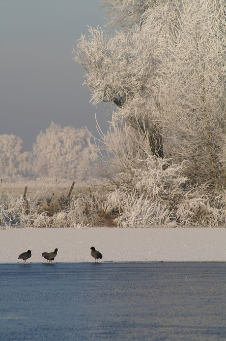 Birds in the winter