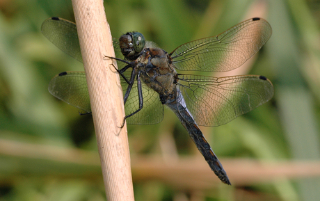 Gewone oeverlibelle op stengel.