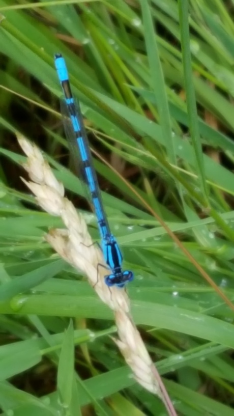 kleine blauwe libelle