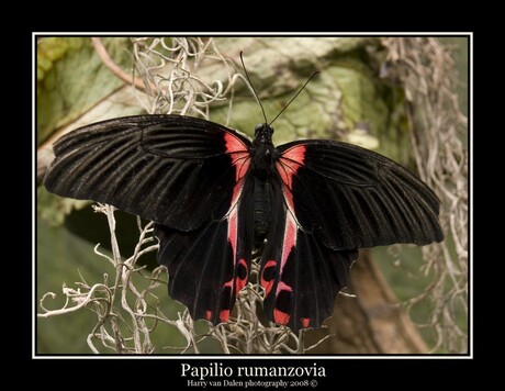 Papilio rumanzovia