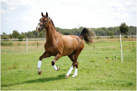 paardje in galop