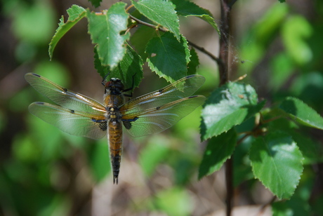 libelle