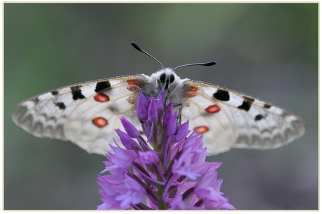 appollo vlinder