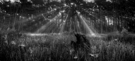 Zonnestralen door de bomen