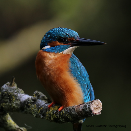 Kingfisher, Alcedo atthis - IJsvogels (Alcedinidae)