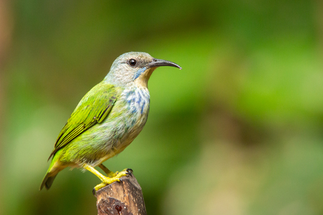 Geelpootsuikervogel (v)