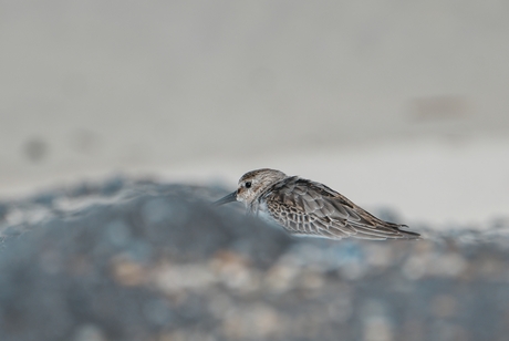 Beschutting in de glooiing...(2)