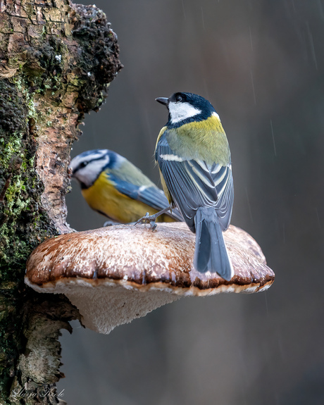 Samen aan de kerst maaltijd