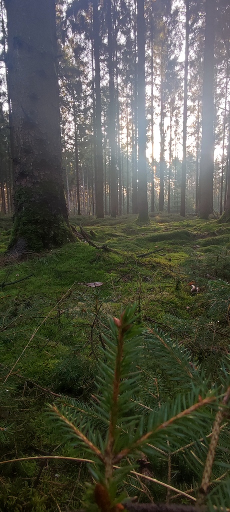 tussen de bomen