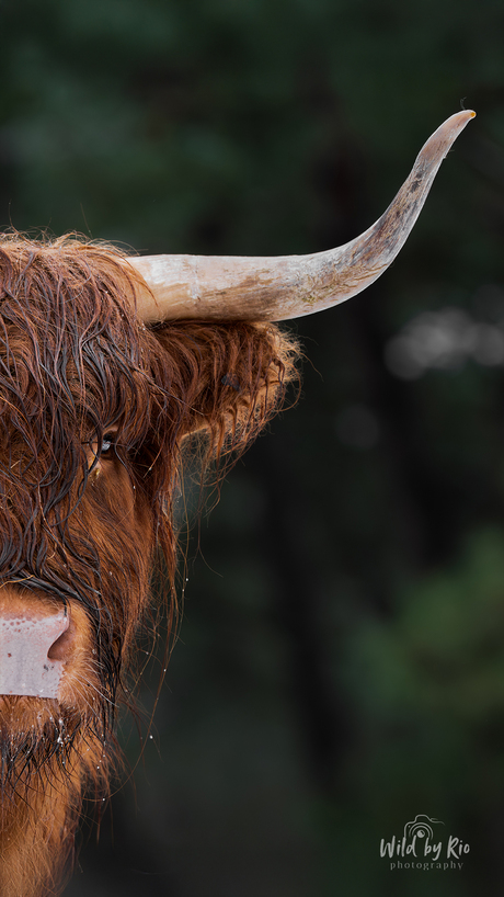 Portret Schotse hooglander