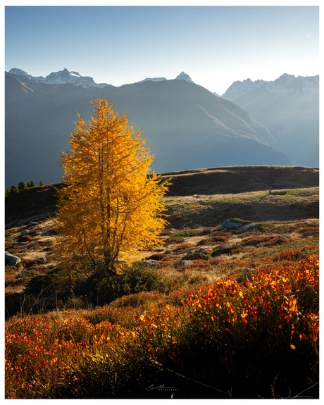 herfst kleuren in de bergen