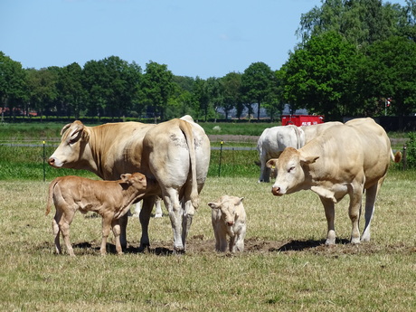 Geboorte bericht
