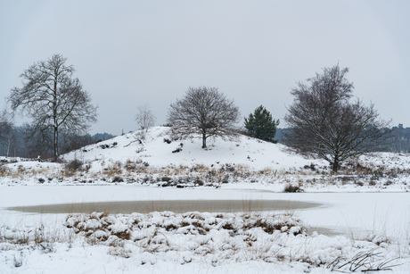 Sneeuw in de vennen