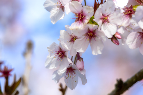 Bloesem in bloei, het voorjaar lonkt