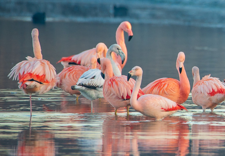 Vreemde flamingo in de bijt?