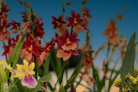 Flowers in the house