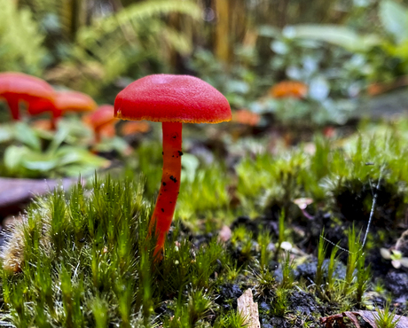 Een vreemde rode paddenstoel