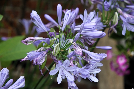  De laatste bloemen van 2025 