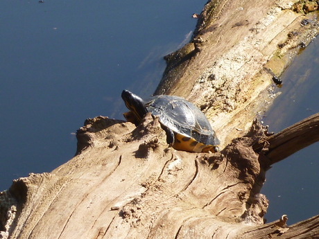 De schildpad op de boom by Elle Hart