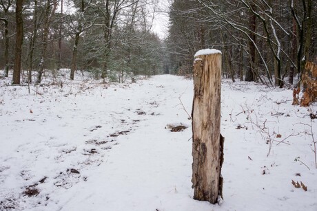 Hout Post