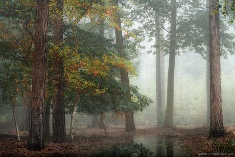 Misty Woodland V