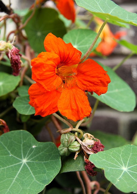 De schoonheid van de stad  