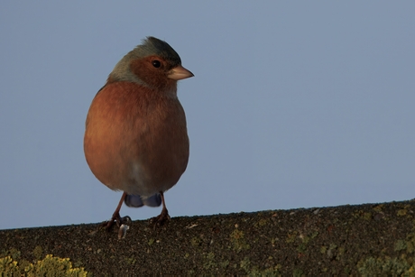 Vink