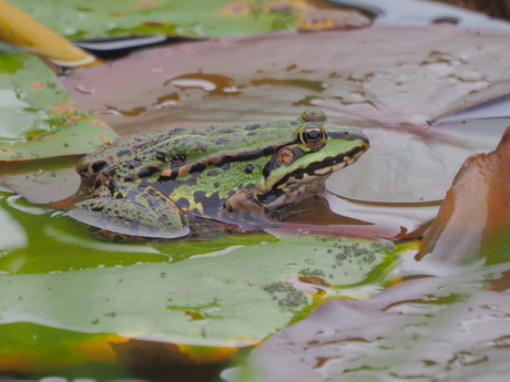 Groene kikker