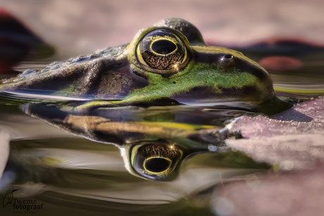 Groene kikker