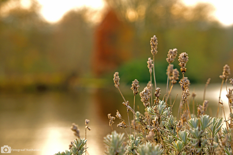 Vijver Stadspark Groningen