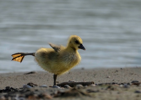 Jonge gans