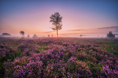 Heide in volle bloei...