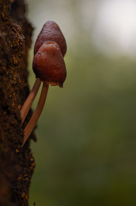 grote bloedsteelmycena