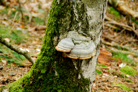 Stronk met sidekick?