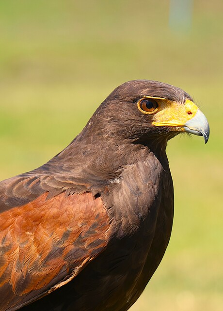 Woestijnbuizerd.