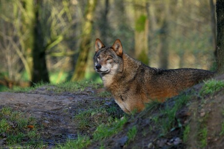 Canis Lupus