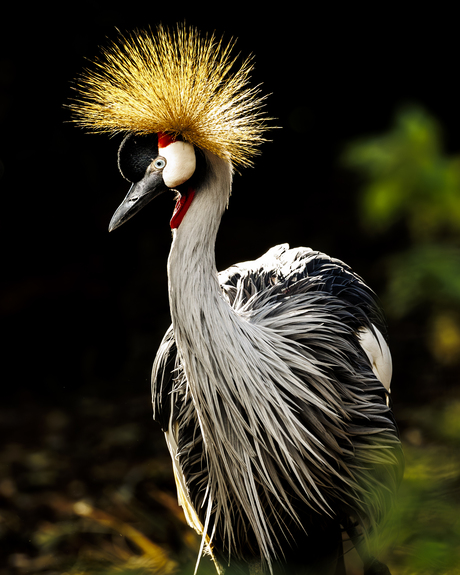 Kroon kraan vogel