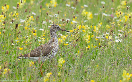 Tureluur in voorjaarswei